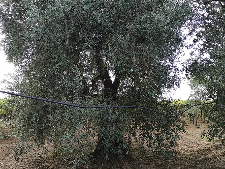 Immagine 3 di Terreno agricolo in vendita  in San Michele delle Vigne  a Cerignola