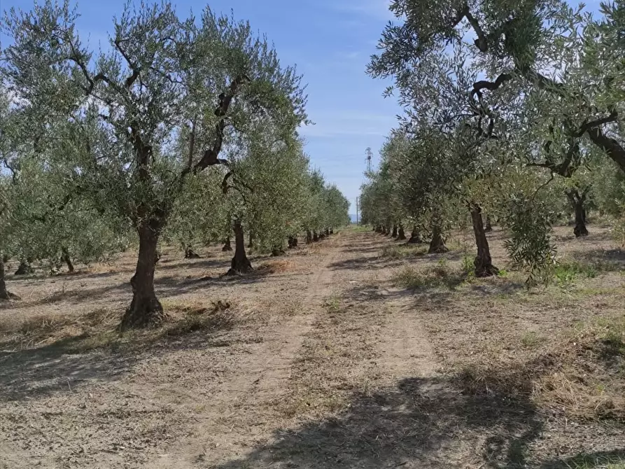 Immagine 5 di Terreno agricolo in vendita  in Strada Via Melfi  a Cerignola
