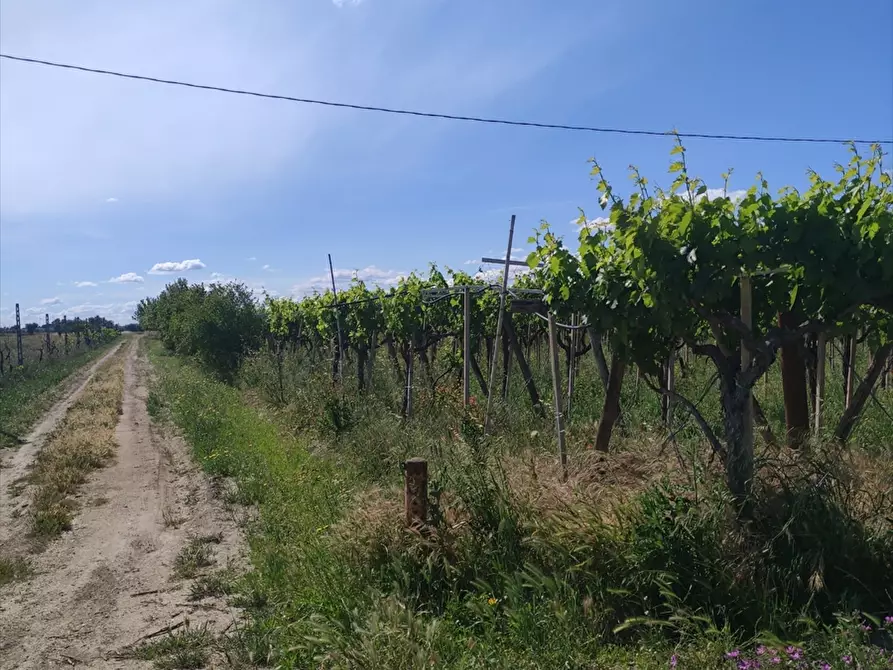 Immagine 3 di Terreno agricolo in vendita  a Cerignola