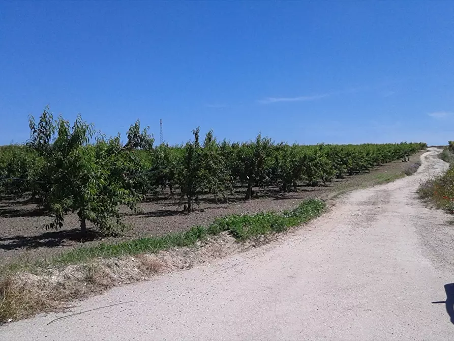 Immagine 1 di Terreno agricolo in vendita  a Cerignola