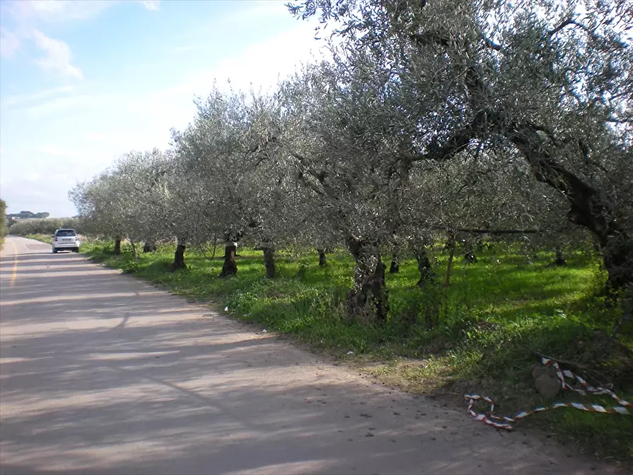 Immagine 2 di Terreno agricolo in vendita  a Cerignola