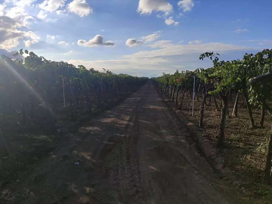 Immagine 1 di Terreno agricolo in vendita  in STRADA VIA  CANDELA a Cerignola