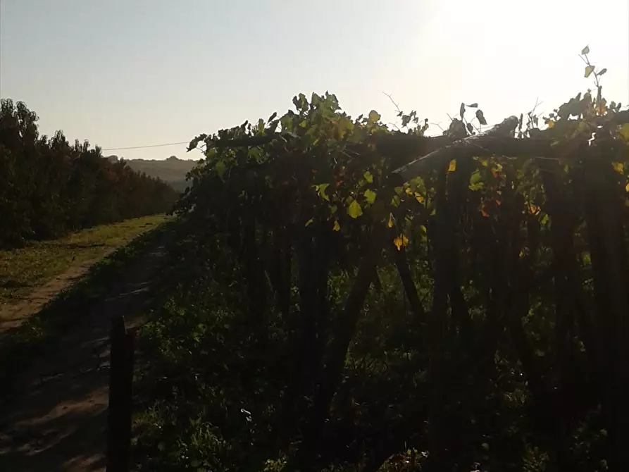 Immagine 3 di Terreno agricolo in vendita  a Cerignola