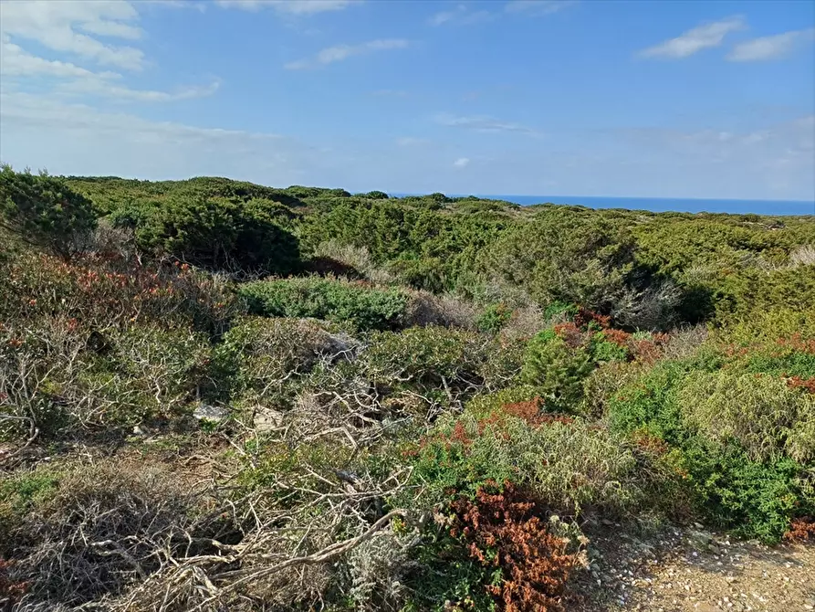 Immagine 3 di Terreno agricolo in vendita  in Cala Scoglietti 