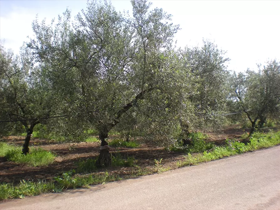 Immagine 4 di Terreno agricolo in vendita  a Cerignola