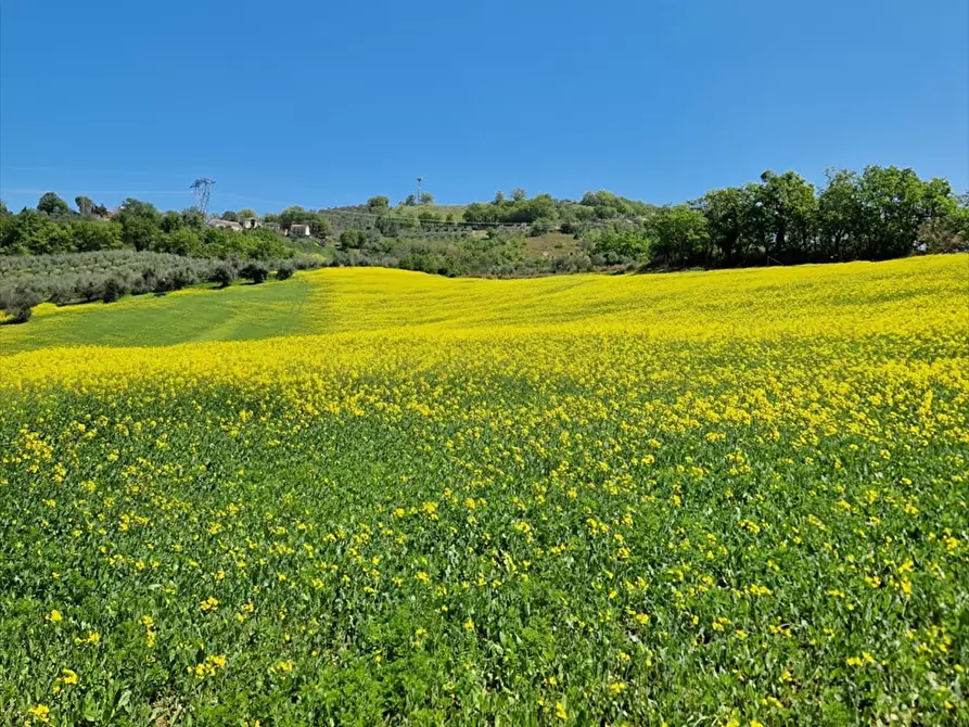 Immagine 23 di Terreno agricolo in vendita  a Bucchianico