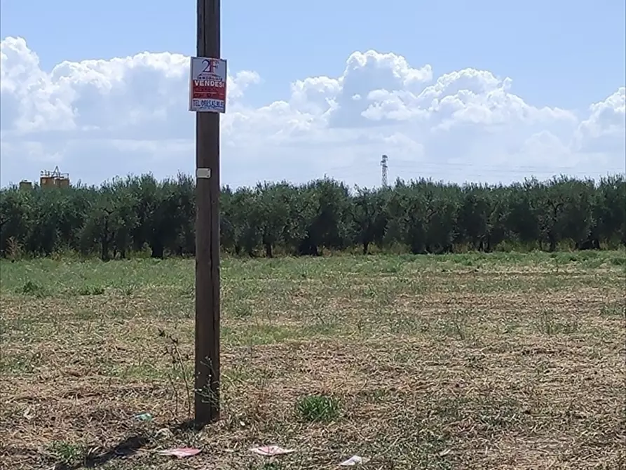 Immagine 4 di Terreno agricolo in vendita  a Cerignola