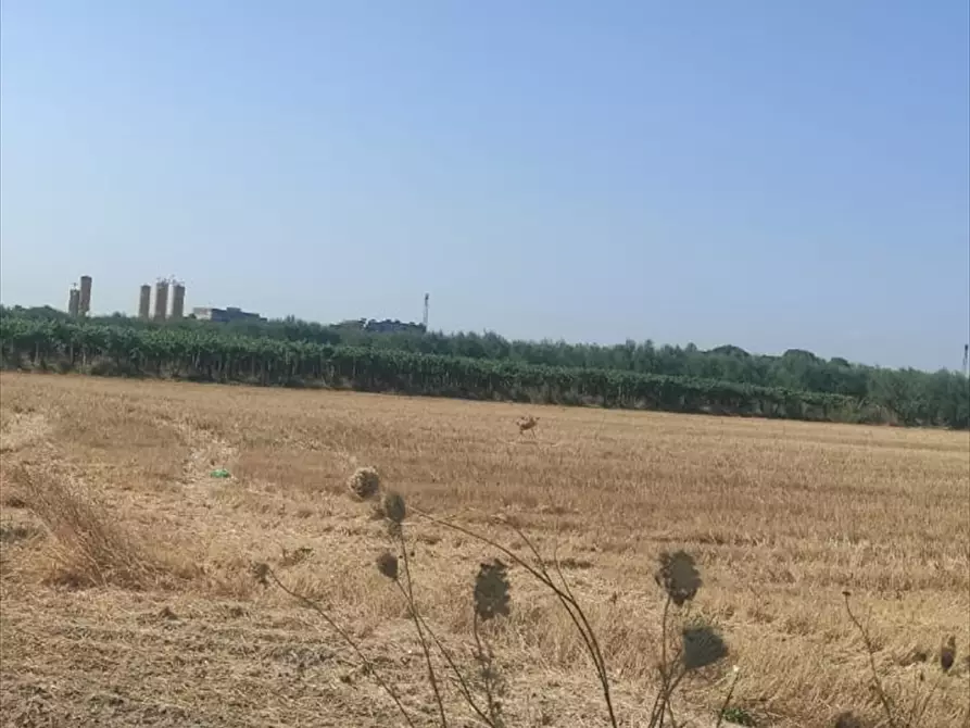 Immagine 2 di Terreno agricolo in vendita  in CONTRADA PAVONI  a Cerignola