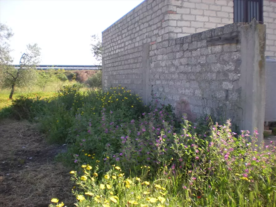 Immagine 4 di Terreno agricolo in vendita  a Cerignola
