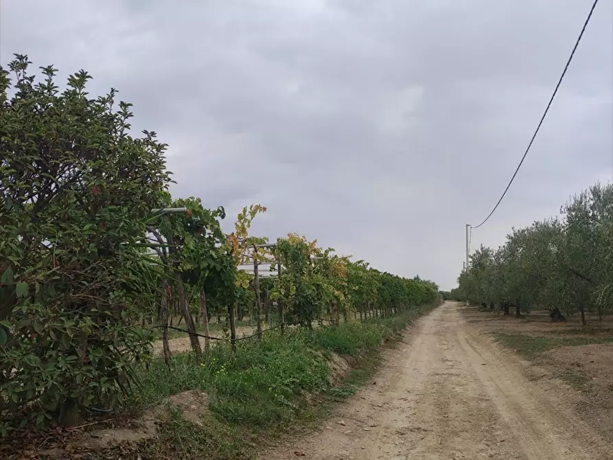 Immagine 4 di Terreno agricolo in vendita  a Cerignola