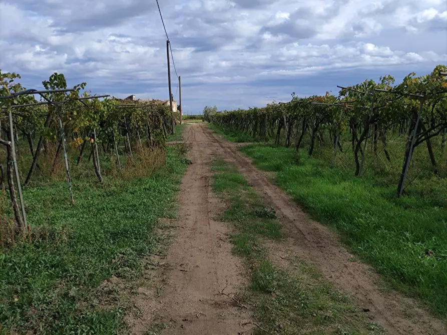 Immagine 2 di Terreno agricolo in vendita  in San Michele delle Vigne  a Cerignola