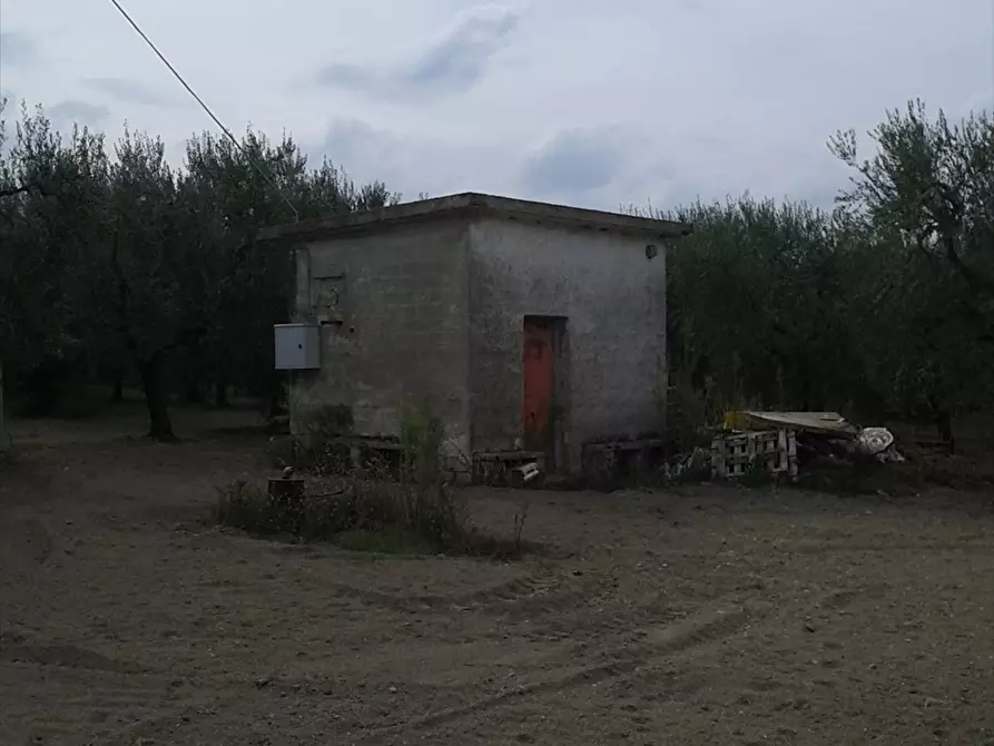 Immagine 8 di Terreno agricolo in vendita  a Cerignola