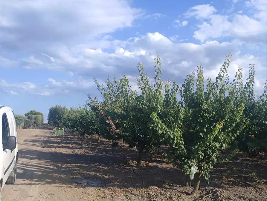 Immagine 4 di Terreno agricolo in vendita  in BORGO TRESSANTI  a Cerignola