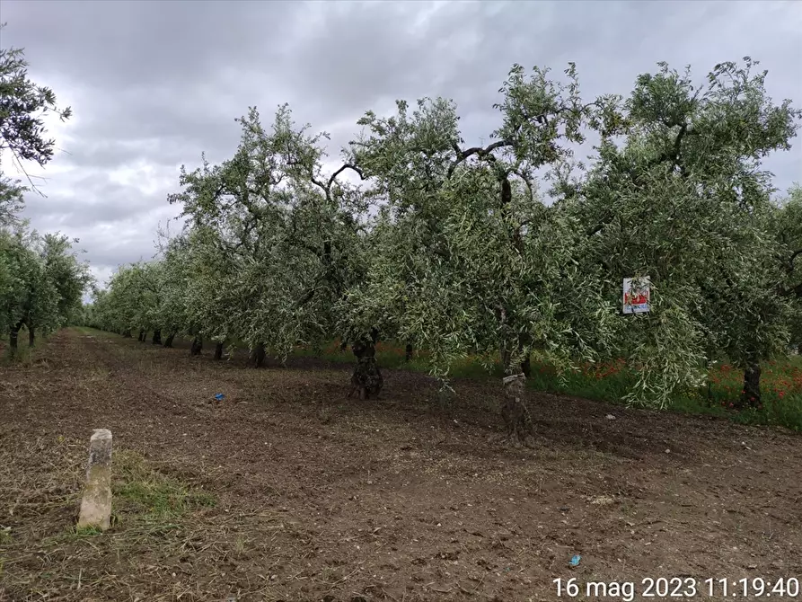 Immagine 3 di Terreno agricolo in vendita  in Contrada Mezzanella a Cerignola