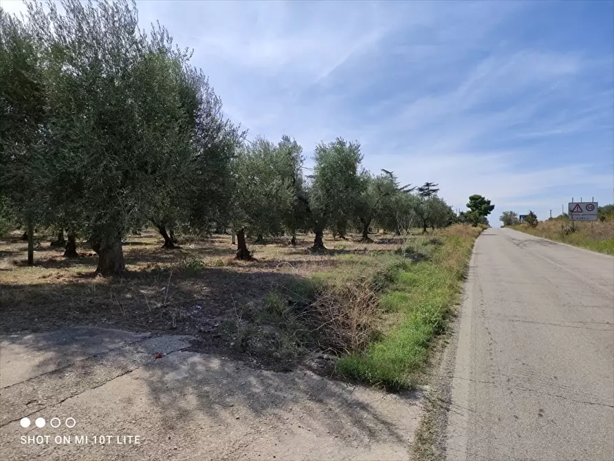 Immagine 1 di Terreno agricolo in vendita  in Strada Via Melfi  a Cerignola