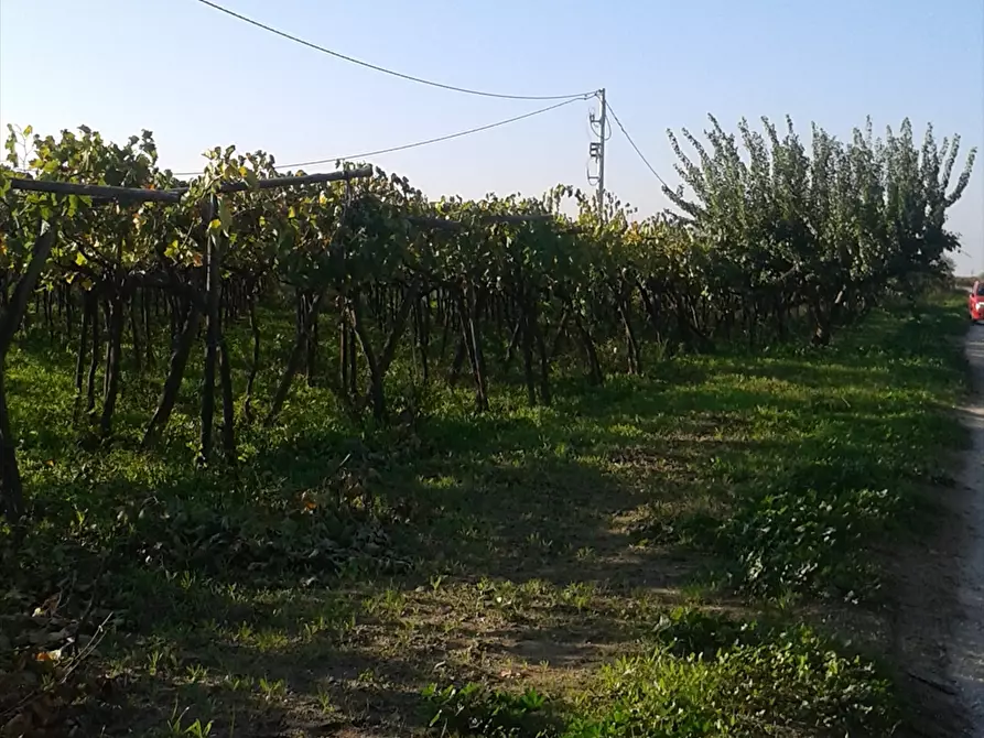 Immagine 8 di Terreno agricolo in vendita  a Cerignola