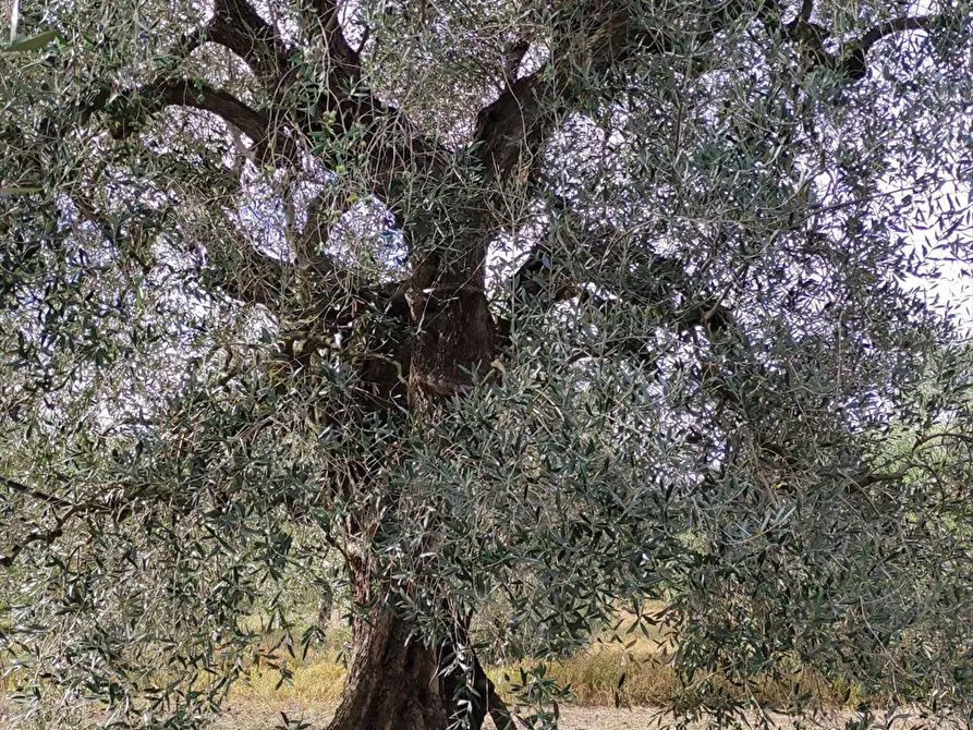 Immagine 5 di Terreno agricolo in vendita  in San Michele delle Vigne  a Cerignola