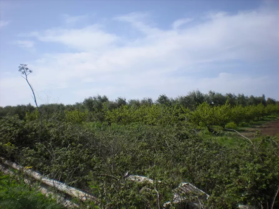Immagine 8 di Terreno agricolo in vendita  a Cerignola
