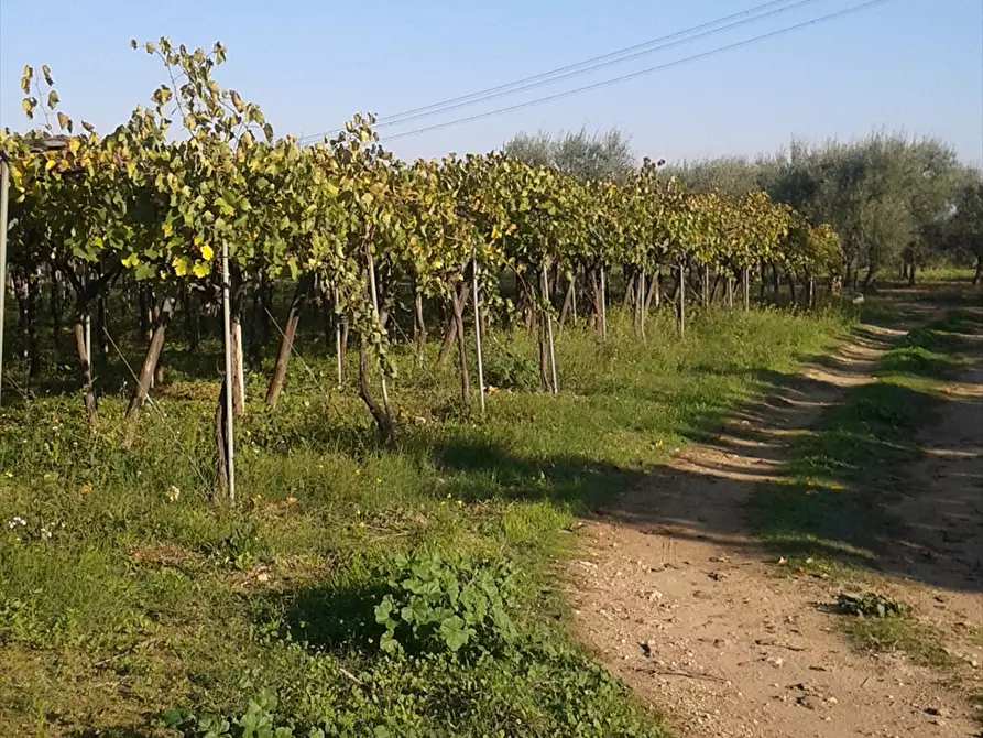 Immagine 6 di Terreno agricolo in vendita  a Cerignola