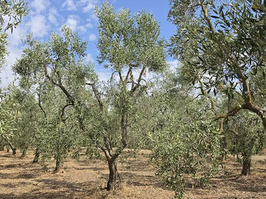 Immagine 6 di Terreno agricolo in vendita  in CONTRADA TAVOLETTA a Cerignola