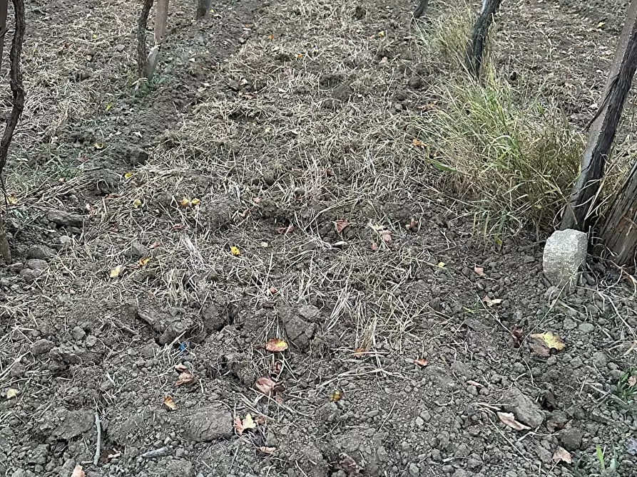 Immagine 1 di Terreno agricolo in vendita  a Cerignola