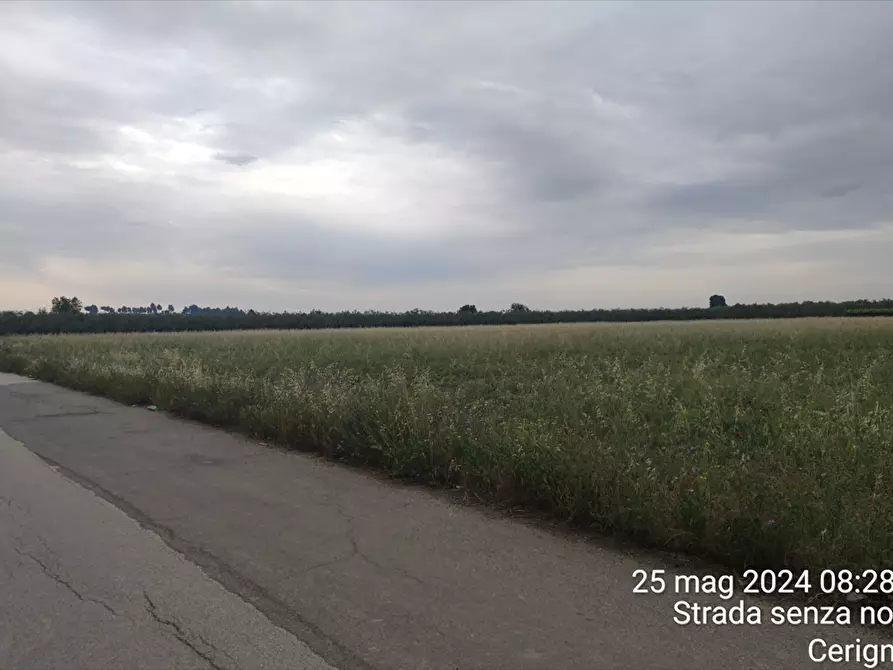 Immagine 4 di Terreno agricolo in vendita  a Cerignola