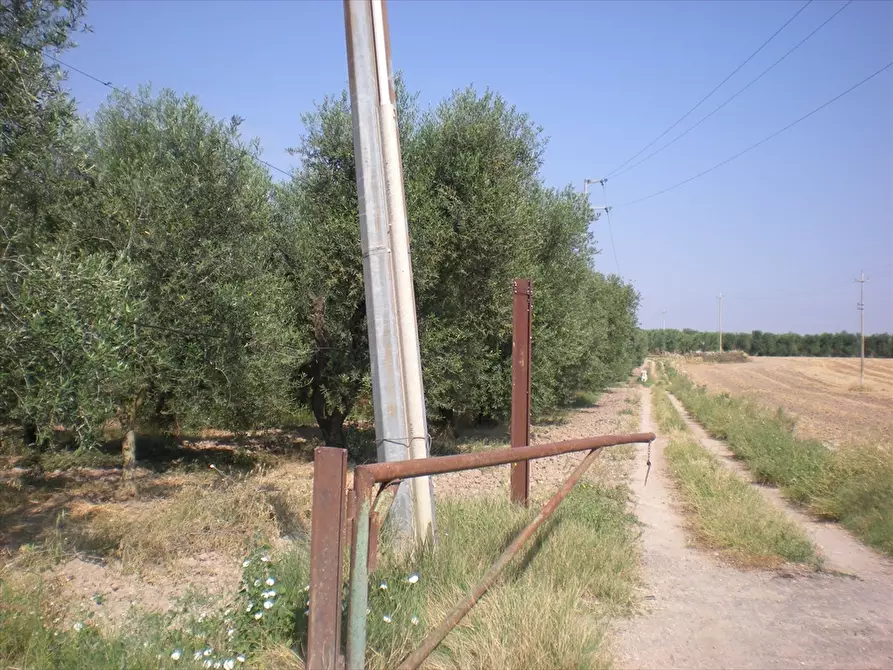 Immagine 2 di Terreno agricolo in vendita  a Cerignola