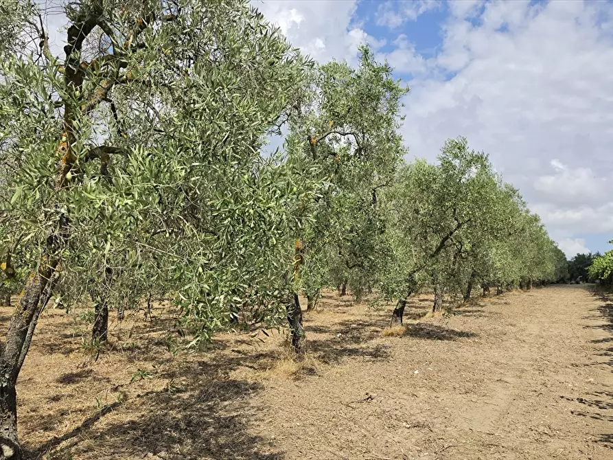 Immagine 5 di Terreno agricolo in vendita  in CONTRADA TAVOLETTA a Cerignola