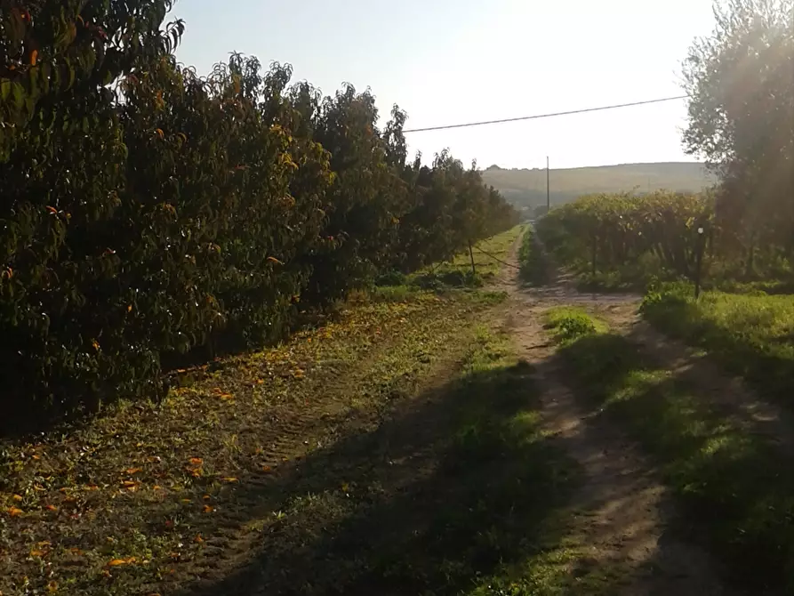 Immagine 10 di Terreno agricolo in vendita  a Cerignola