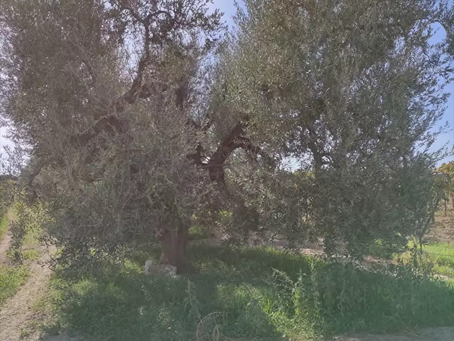 Immagine 3 di Terreno agricolo in vendita  in Strada Via Melfi  a Cerignola