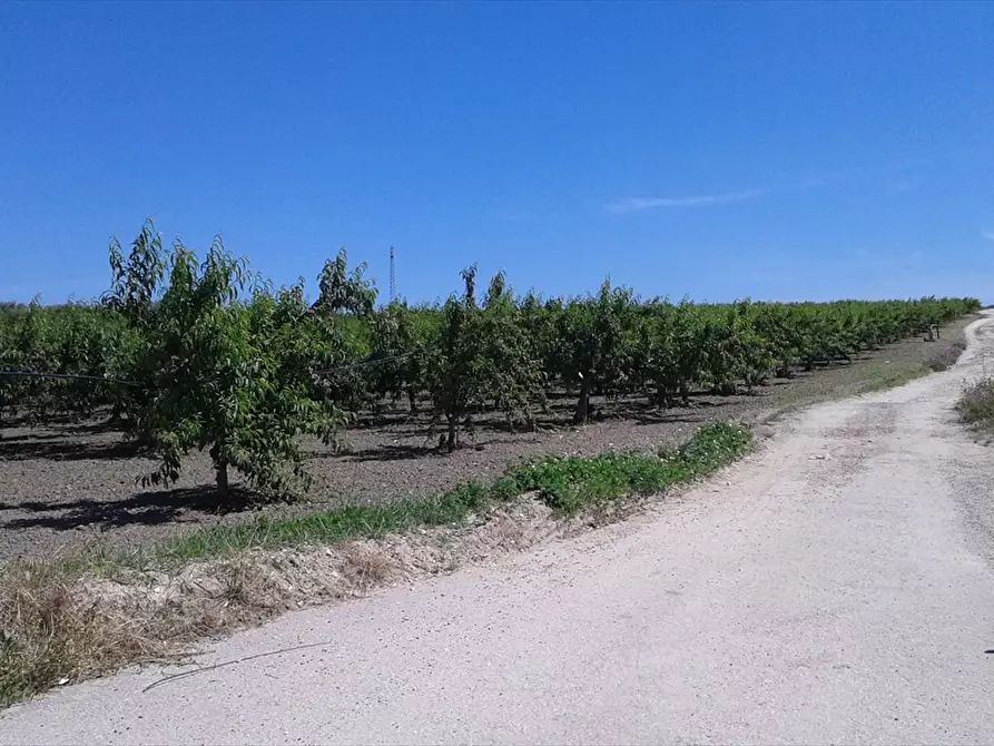 Immagine 2 di Terreno agricolo in vendita  a Cerignola