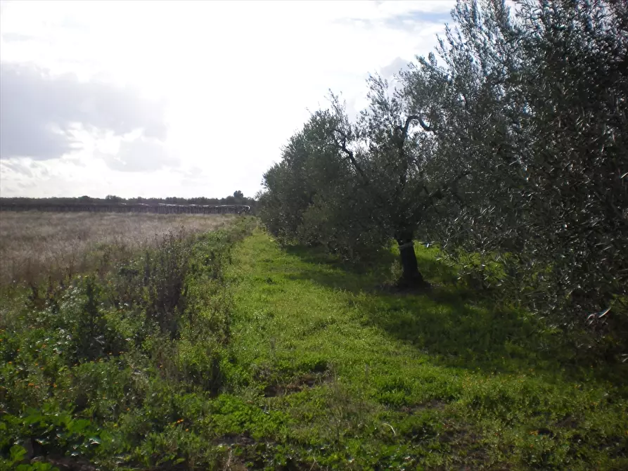 Immagine 4 di Terreno agricolo in vendita  a Cerignola