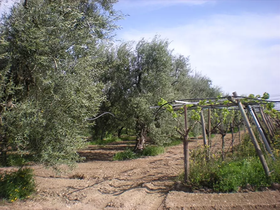 Immagine 6 di Terreno agricolo in vendita  a Cerignola
