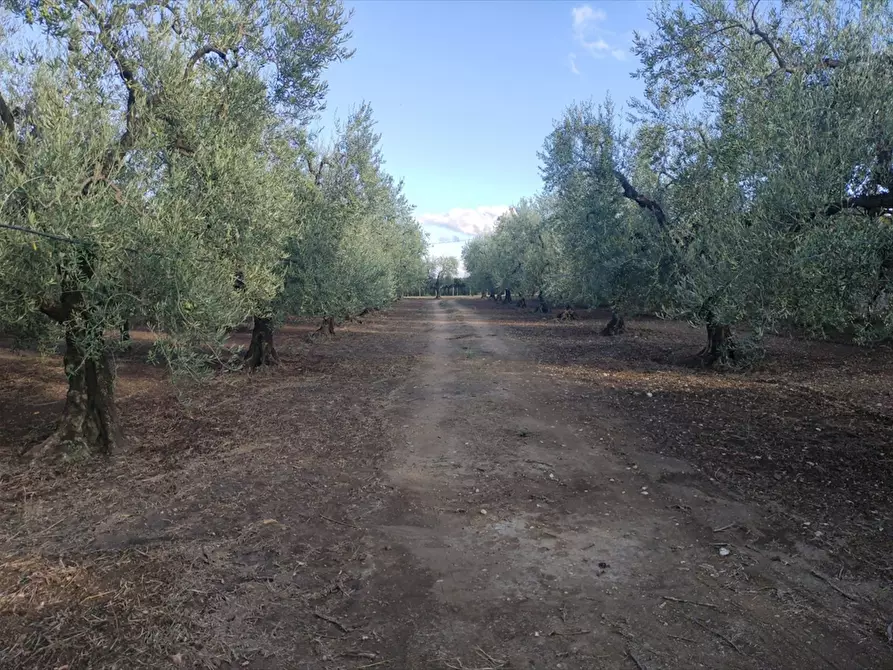 Immagine 2 di Terreno agricolo in vendita  in STRADA VIA  CANDELA a Cerignola