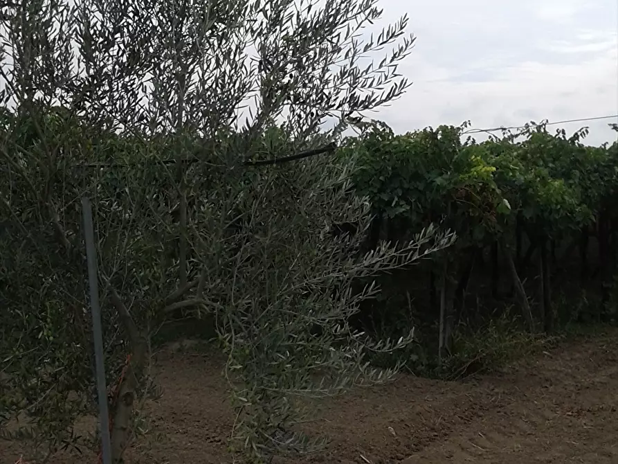 Immagine 2 di Terreno agricolo in vendita  a Cerignola
