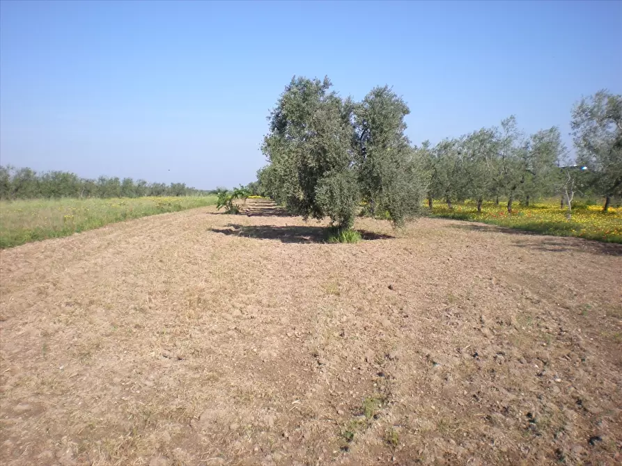 Immagine 3 di Terreno agricolo in vendita  a Cerignola
