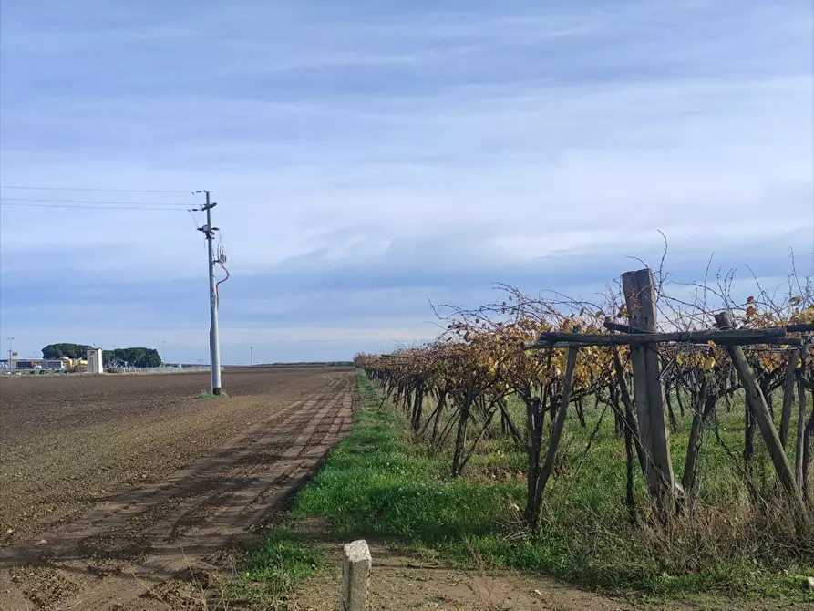 Immagine 3 di Terreno agricolo in vendita  a Cerignola