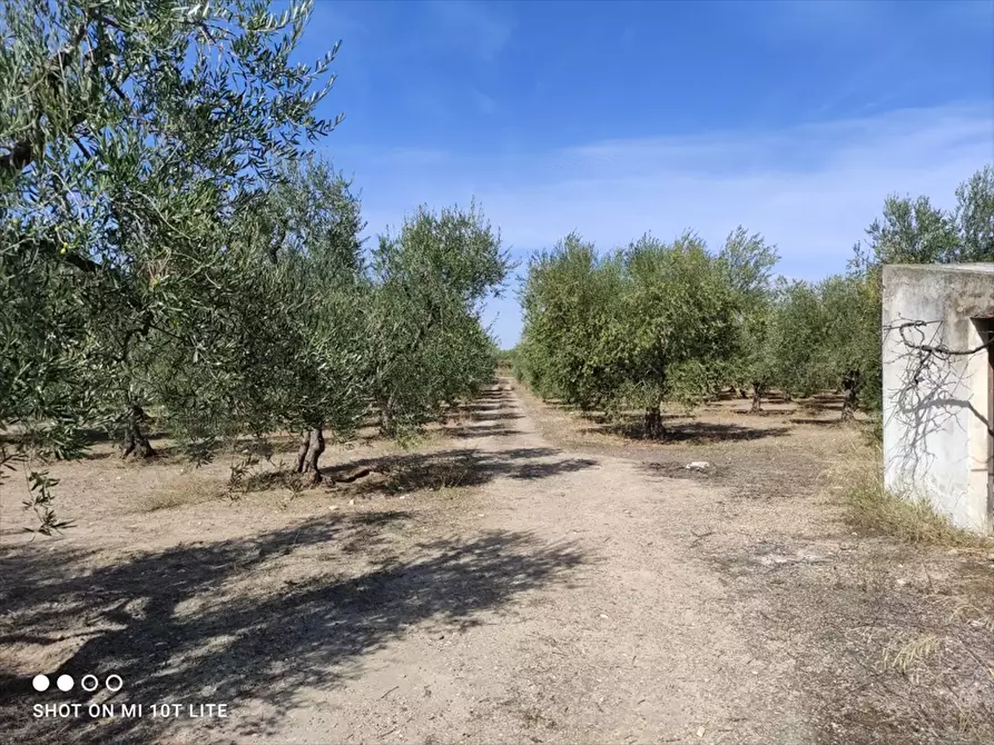 Immagine 2 di Terreno agricolo in vendita  in Strada Via Melfi  a Cerignola