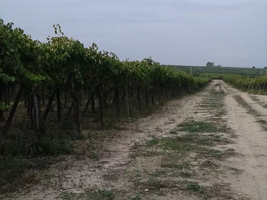 Immagine 4 di Terreno agricolo in vendita  a Cerignola