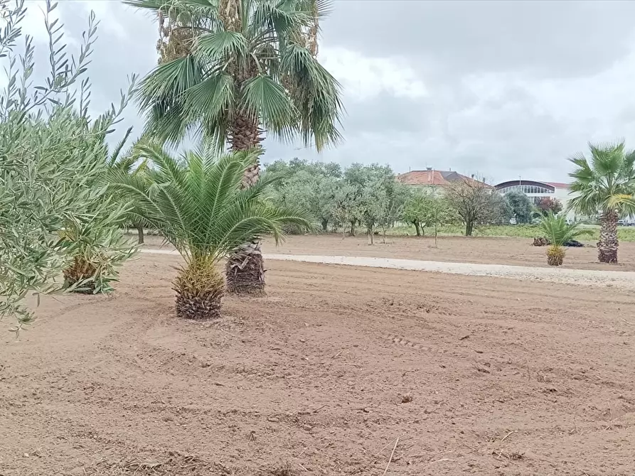 Immagine 5 di Terreno residenziale in vendita  a Corato