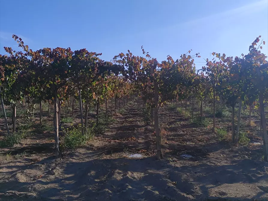 Immagine 2 di Terreno agricolo in vendita  a Cerignola