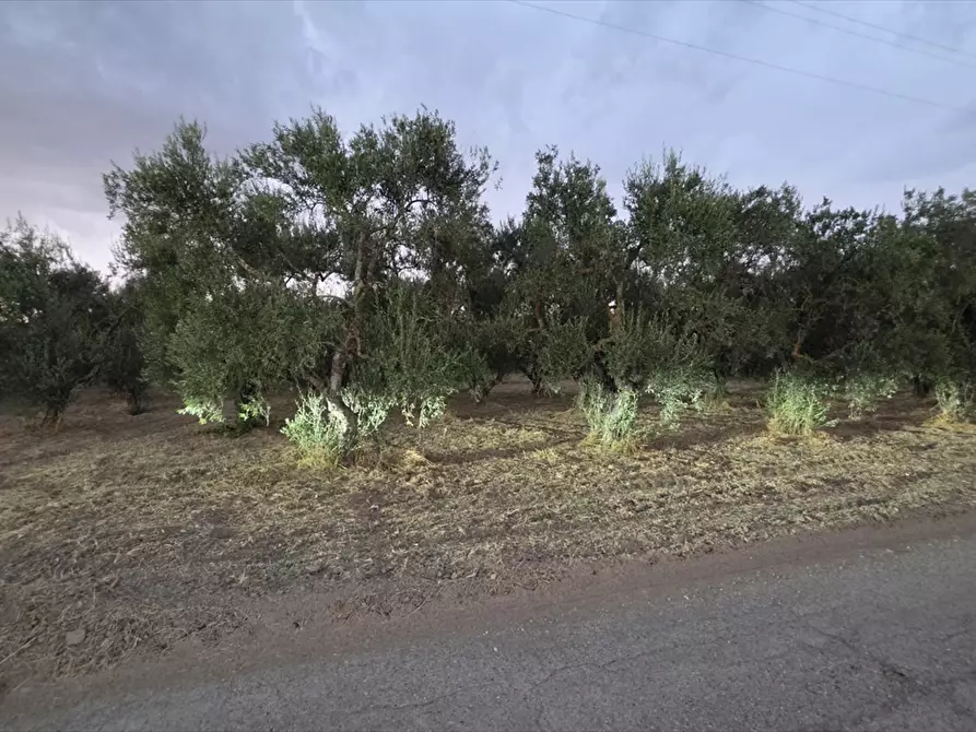 Immagine 1 di Terreno agricolo in vendita  in CONTRADA TAVOLETTA a Cerignola