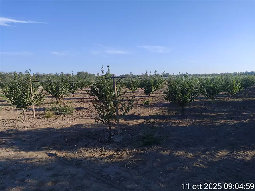 Immagine 4 di Terreno agricolo in vendita  a Cerignola