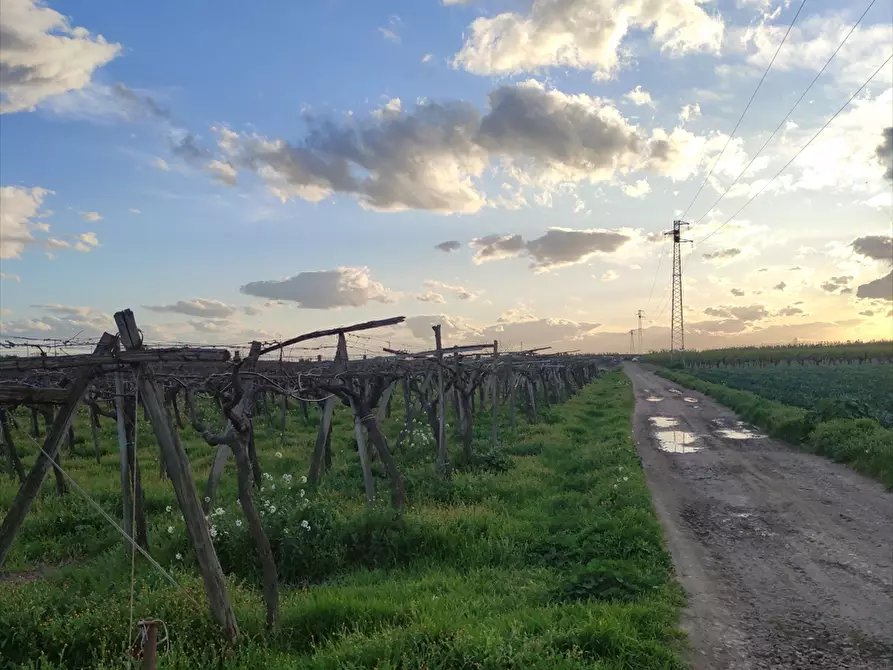 Immagine 3 di Terreno agricolo in vendita  a Cerignola