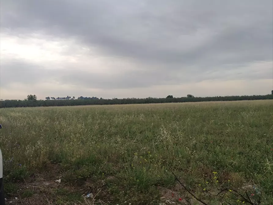 Immagine 3 di Terreno agricolo in vendita  a Cerignola