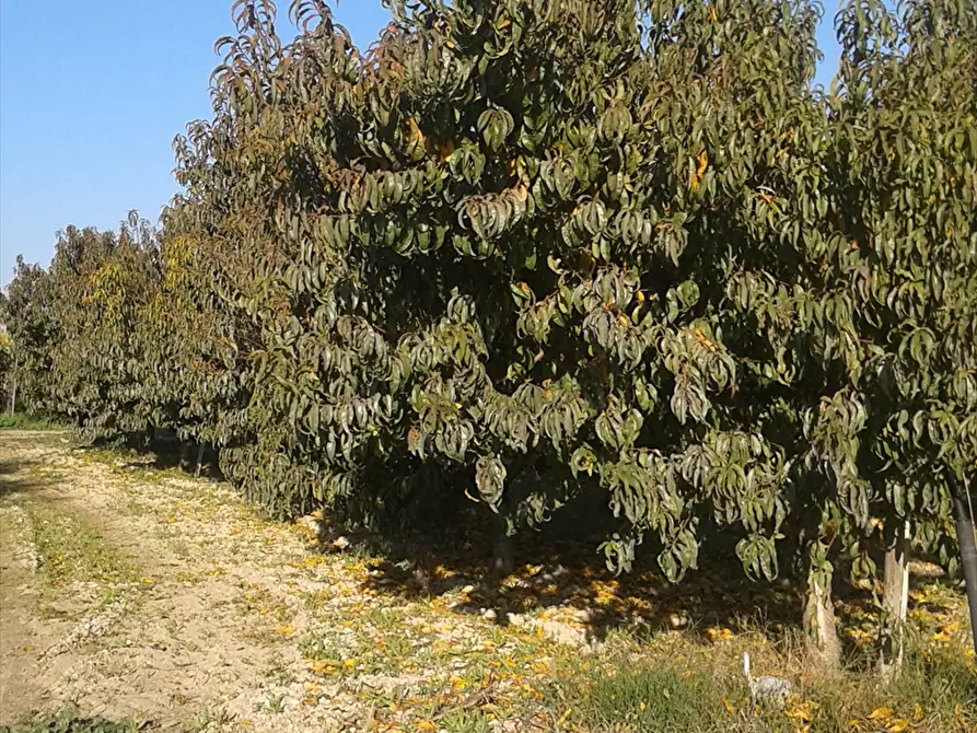 Immagine 7 di Terreno agricolo in vendita  a Cerignola