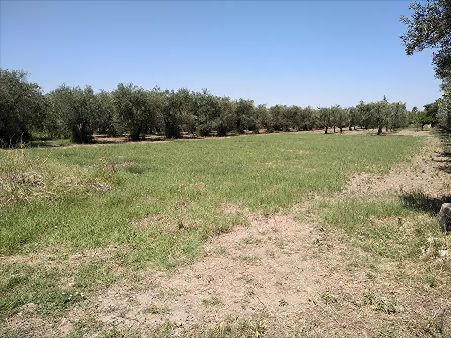 Immagine 2 di Terreno agricolo in vendita  in Via Trinitapoli a Cerignola