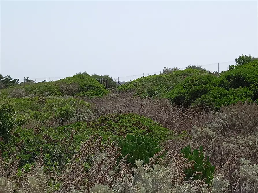 Immagine 17 di Terreno agricolo in vendita  in Biancareddu La Nurra 