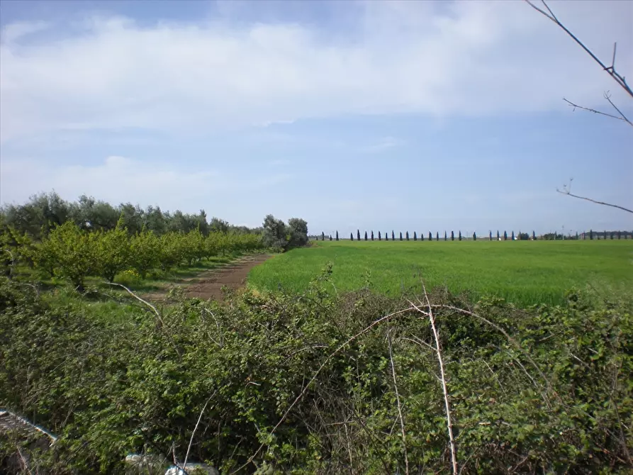 Immagine 2 di Terreno agricolo in vendita  a Cerignola