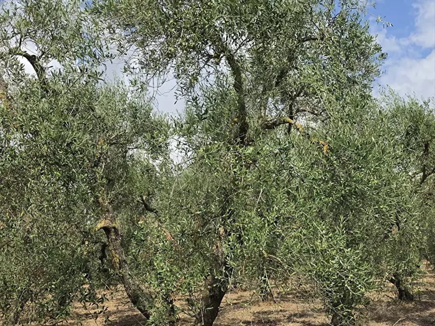 Immagine 8 di Terreno agricolo in vendita  in CONTRADA TAVOLETTA a Cerignola